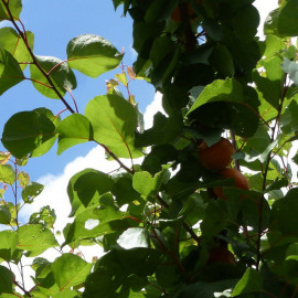 Abricotier 'Bergeron' - Prunus armeniaca 'Gabrielle Bergeron'