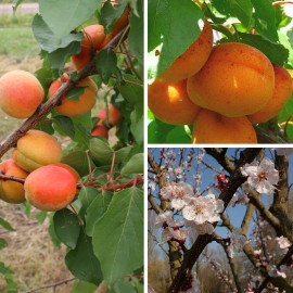 Abricotier 'Bergeron' - Prunus armeniaca 'Gabrielle Bergeron'