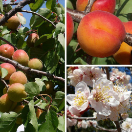 Abricotier 'Rouge du Roussillon' - Prunus armeniaca rouge