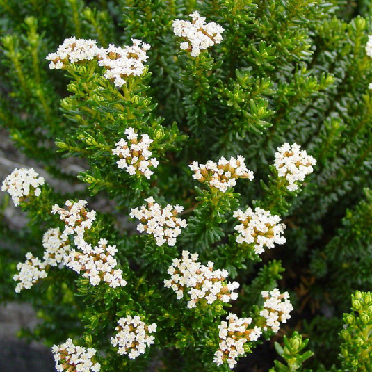 Ozothamnus ledifolius - Helicrhysum parfumé de Tasmanie