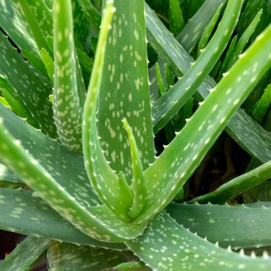 Aloé vera - Aloe barbadensis - Aloes des Barbades