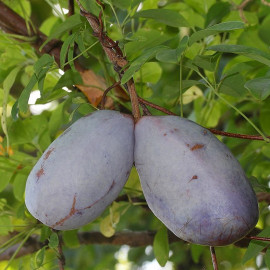 Akebia quinata - Akébie à cinq feuilles - Vigne chocolat parfumée