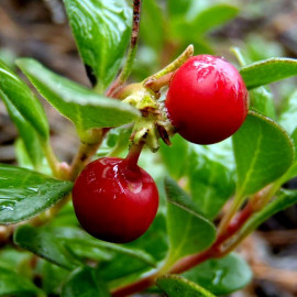 Arctostaphylos uva-ursi 'Vancouver Jade' - Raisin d'ours - Busserole
