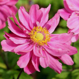 Anemone hupehensis ‘Pamina’ - Anémone du Japon rose