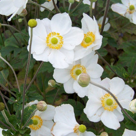 Anemone hybrida 'Honorine Jobert' - Anémone du Japon blanche