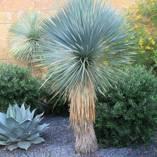 Yucca rostrata - Yucca rostré arborescent