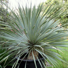 Yucca rostrata - Yucca rostré arborescent