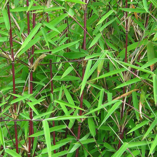 Fargesia jiuzhaigou 'Red Panda' - Bambou à chaume rouge