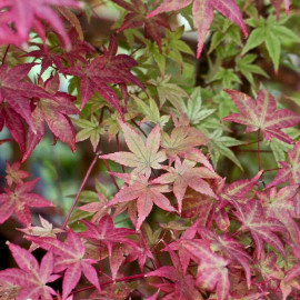 Acer palmatum 'Deshojo' - Erable du Japon rouge orangé issu de GREFFE
