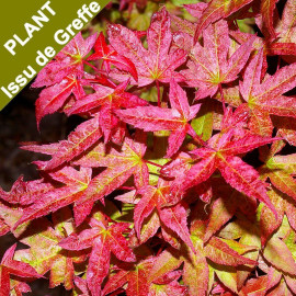 Acer palmatum 'Deshojo' - Erable du Japon rouge orangé issu de GREFFE
