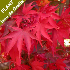 Acer palmatum 'Osakazuki' - Erable du Japon 'Thaihai' issu de GREFFE