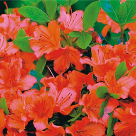 Azalea japonica 'Orange Beauty' * - Azalée japonaise persistante orange
