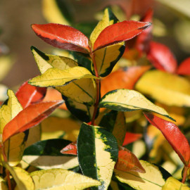 Trachelospermum asiaticum 'Ogon Nishiki' - Jasmin étoilé multicolore - Faux jasmin panaché