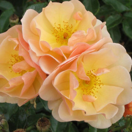 Rosa rekord 'Amber Sun'® - Rosier hybride kordes® jaune orange