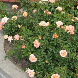 Rosa Urban Streetlight® 'Cubana' - Rosier hybride Kordes orange