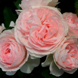 Rosa rekord 'Larissa'® - Rosier hybride kordes® rose et blanc