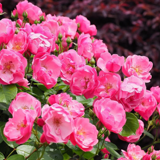 Rosa rekord 'Pink Emely'® - Rosier hybride kordes® rose