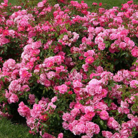 Rosa rekord 'Pink Emely'® - Rosier hybride kordes® rose