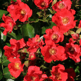 Rosa rekord 'Sommerabend'® - Rosier hybride kordes® couvre-sol rouge