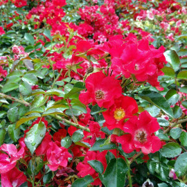 Rosa rekord 'Sommerabend'® - Rosier hybride kordes® couvre-sol rouge