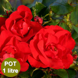 Rosa Sans Contraintes 'Princesse Disney'® - Rosier hybride kordes® rouge et blanc