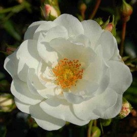 Rosa Sans Contraintes 'Innocencia'® - Rosier hybride kordes® blanc