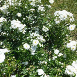 Rosa Sans Contraintes 'Innocencia'® - Rosier hybride kordes® blanc