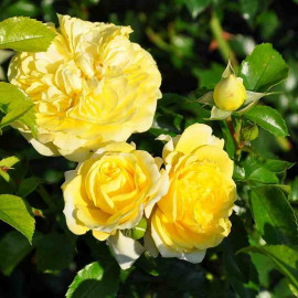Rosa Sans Contraintes 'Solero'® - Rosier hybride kordes® jaune