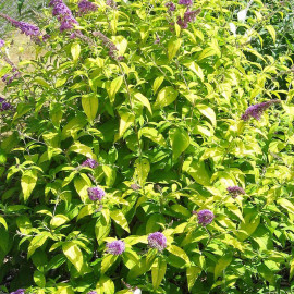 Buddleia davidii 'Moonshine'® - Arbre aux papillons violet - Buddleja feuilles jaunes