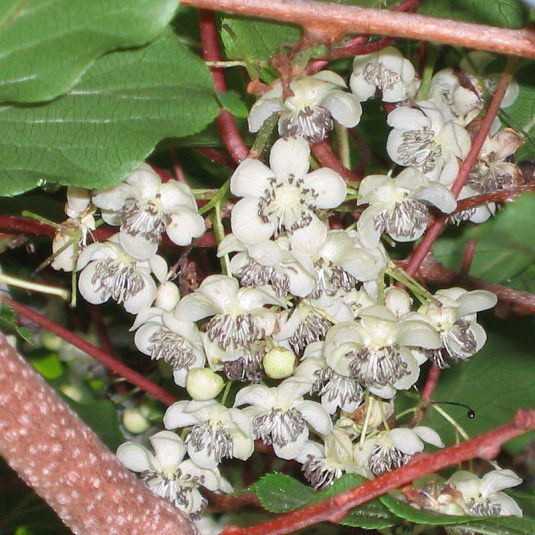 Piante Di Kiwi Rosso Ken's Red Autofertili - 2 Piante Pronte Per Fruttificare - Foto 9