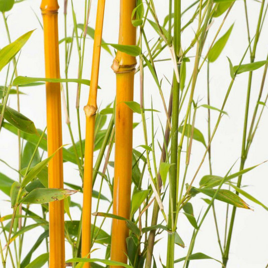 Phyllostachys aureosulcata 'Aureocaulis' - Bambou à canne jaune
