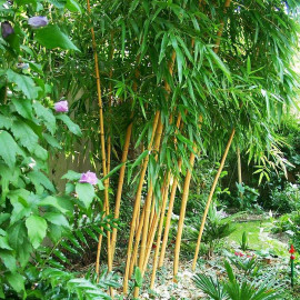 Phyllostachys aureosulcata 'Aureocaulis' - Bambou à canne jaune