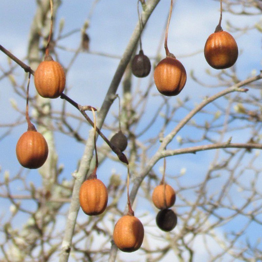 Davidia involucrata Vente Arbre aux mouchoirs — free download