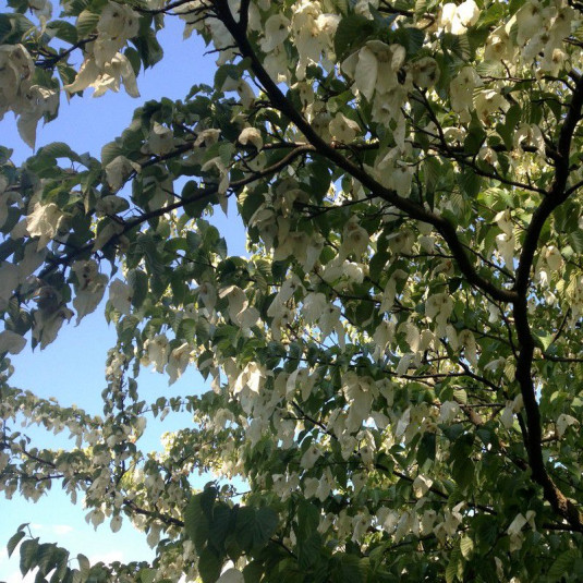 Davidia involucrata Vente Arbre aux mouchoirs — free download