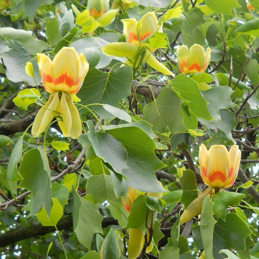 Liriodendron tulipifera - Tulipier de Virginie - Arbre aux Lys