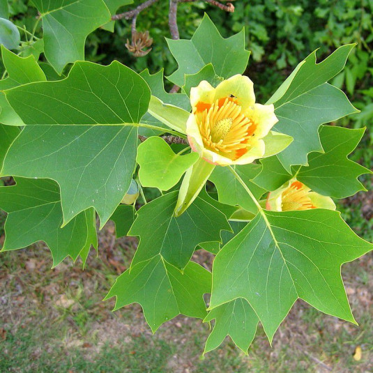 Tulipier de Virginie Vente Liriodendron tulipifera — free download
