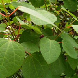 Cercidiphyllum japonicum - Arbre caramel - Arbre de Katsura