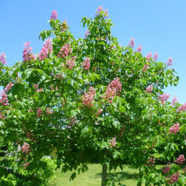Aesculus carnea 'Briotii' - Marronnier de Briot à fleurs rouges