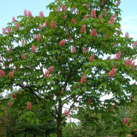 Aesculus carnea 'Briotii' - Marronnier de Briot à fleurs rouges