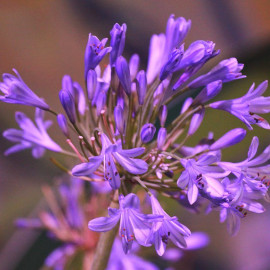 Agapanthus umbellatus 'Purple Delight' - Agapanthe violette d'Afrique