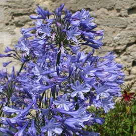 Agapanthus 'Donau' - Agapanthe hybride bleue