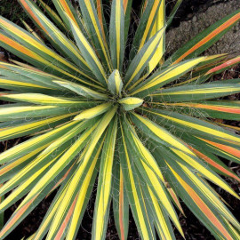 Yucca filamentosa 'Color Guard' - Yucca filamenteux tricolore
