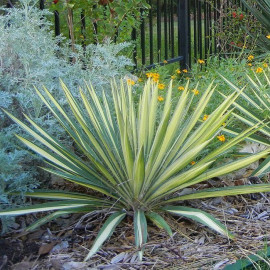 Yucca filamentosa 'Color Guard' - Yucca filamenteux tricolore