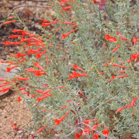 Zauschneria californica 'Western Hills' - Fuchsia de Californie