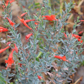 Zauschneria californica 'Western Hills' - Fuchsia de Californie