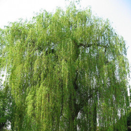 Salix alba 'Tristis' - Saule pleureur en racines nues