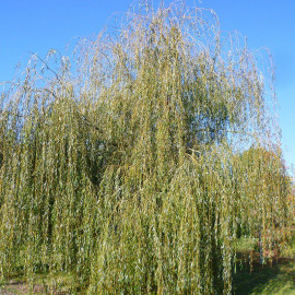 Salix alba 'Tristis' - Saule pleureur en racines nues