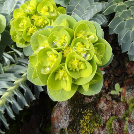Euphorbia myrsinites - Euphorbe de Corse rampante