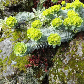 Euphorbia myrsinites - Euphorbe de Corse rampante