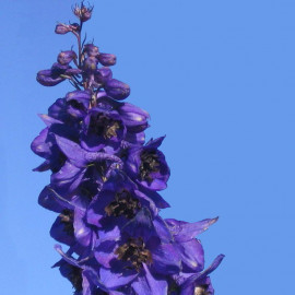 Delphinium pacific 'Black Knight' - Pied d'alouette vivace violet